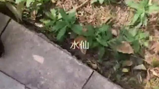 美女主播为了28万任务直播以办卡为由勾引健身教练到公园,突然有人路过吓得赶紧把鸡巴拔出来,美女说：你胆子太小了