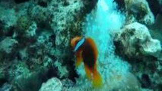 変態マリンスポーツ ネイキッドス�...