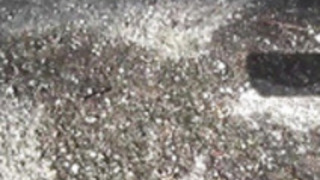 公におもらし日本人