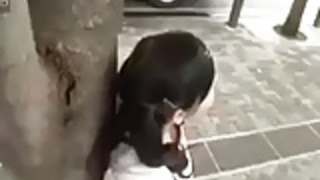 ticcyai rorikei bisyouzyo