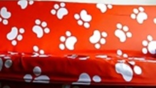 アジアのアマチュア